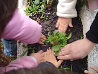  Volta das Plantas